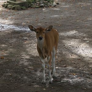 Javan Banteng (Bos javanicus javanicus), 14-09-25