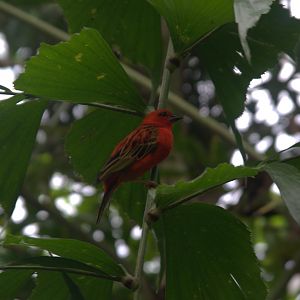 Red Fody (Foudia madagascariensis), 15-09-25