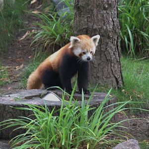 Nepalese Red Panda (Ailurus fulgens), 15-09-25