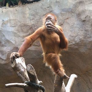 Sumatran Orangutan (Pongo abelii), 15-09-25