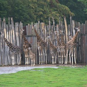 Rotschild's Giraffe (Giraffa camelopardalis rothschildi), 15-09-25