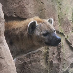 Spotted Hyena (Crocuta crocuta), 15-09-25