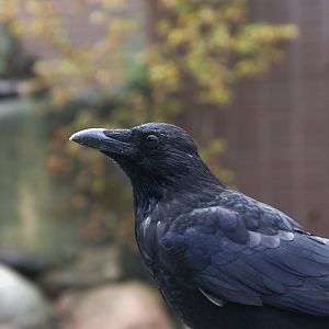 Carrion Crow (Corvus corone) (Wild), 15-09-25