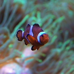 Clown Anemonefish (Amphiprion ocellaris), 15-09-25