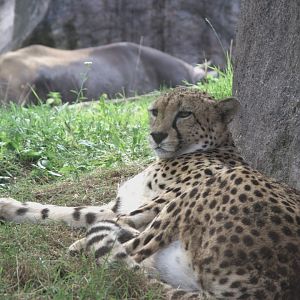 South African Cheetah (Acinonyx jubatus jubatus) and Eastern Black Rhinoceros (Diceros bicornis michaeli), 15-09-25
