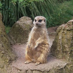 Meerkat (Suricata suricatta), 15-09-25