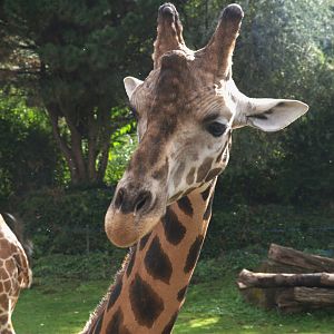 Rotschild's Giraffe (Giraffa camelopardalis rothschildi), 15-09-25