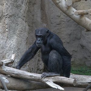 Eastern Common Chimpanzee (Pan troglodytes schweinfurthii), 15-09-25