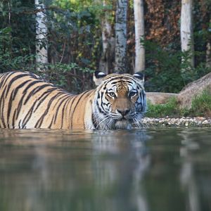 Siberian Tiger (Panthera tigris altaica), 15-09-25