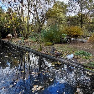 Upland goose exhibit