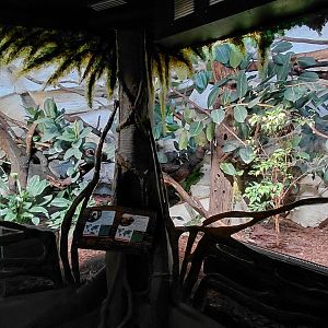 Tamarin + toad indoor exhibit
