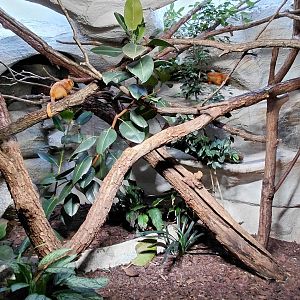 Lion tamarin indoor exhibit