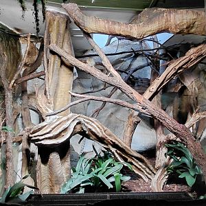 Eastern pygmy marmoset exhibit