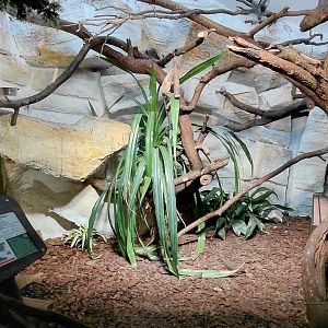 Silvery marmoset exhibit