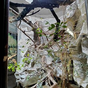 Lesser Antillean iguana exhibit