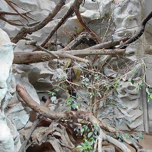 Lesser Antillean iguana exhibit