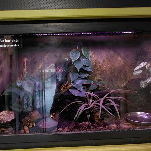 Poison dart frog exhibit
