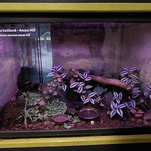 Poison dart frog exhibig
