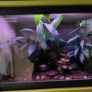 Golden poison frog exhibit