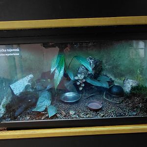 Marañón poison frog exhibit