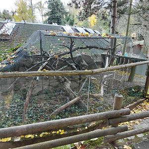 Silvery marmoset outdoor exhibit