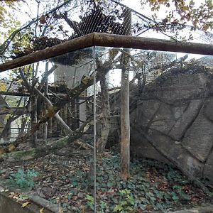 Golden lion tamarin outdoor exhibit