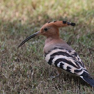 Hoopoe