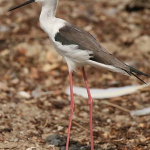 Black-winged Stilt