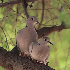 Eurasian Collared Dove