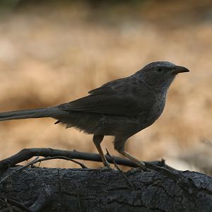 Arabian babbler