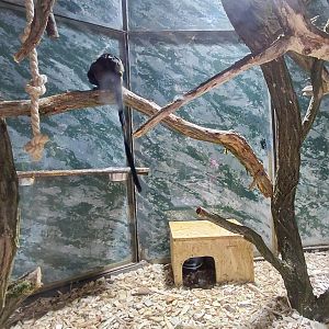 Tamarin + armadillo indoor exhibit