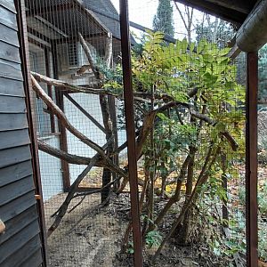 Moustached tamarin outdoor exhibit