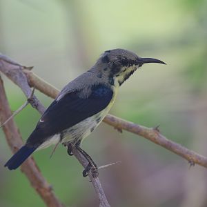 Purple sunbird