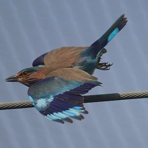 Indian Roller