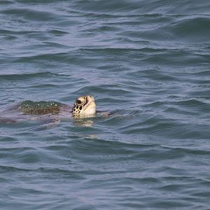 Green sea turtle