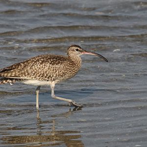 Whimbrel