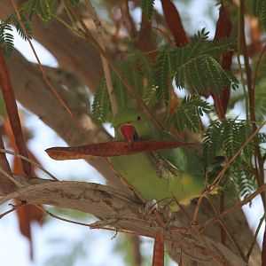 Rose-ringed Parakeet