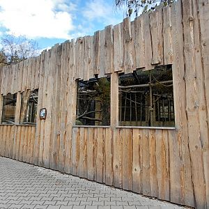 Roloway monkey exhibit