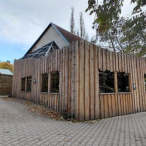 Roloway monkey exhibit