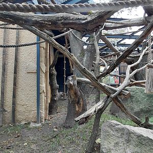 Roloway monkey exhibit