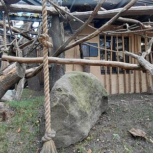 Roloway monkey exhibit