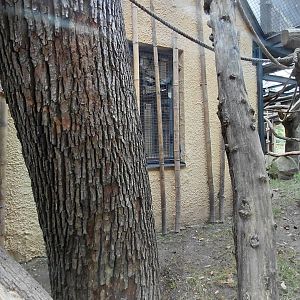 Roloway monkey exhibit