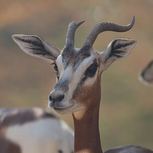 Dama gazelle