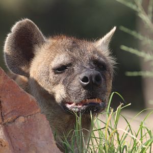 Spotted hyena
