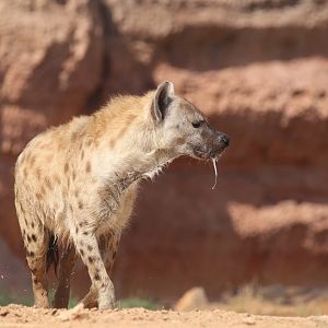 Spotted hyena