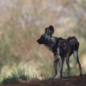 African wild dog