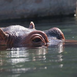 Hippo