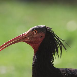 Northern bald ibis