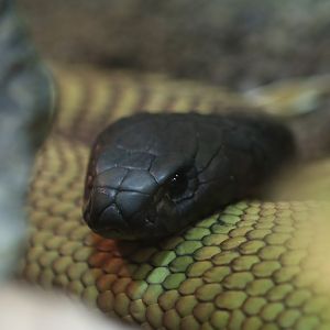 Arabian cobra