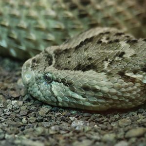 Puff adder